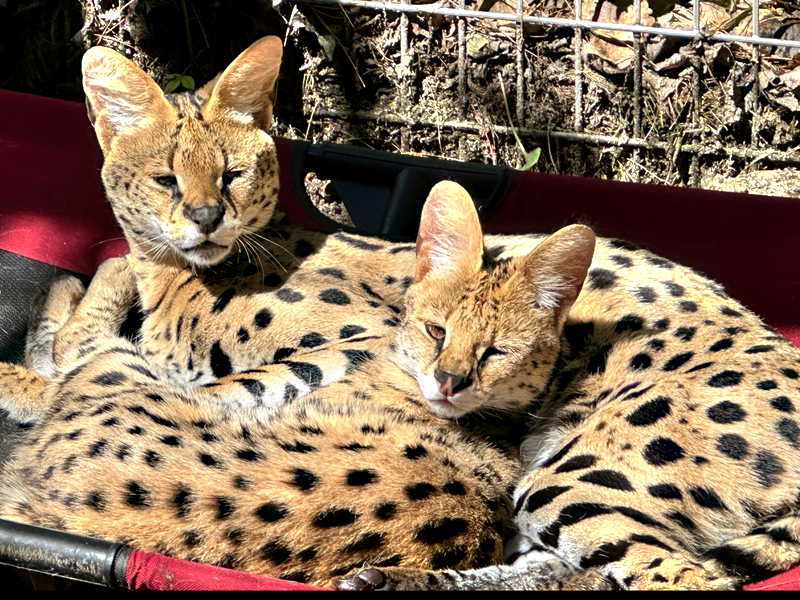 African Serval at GarLyn Zoo